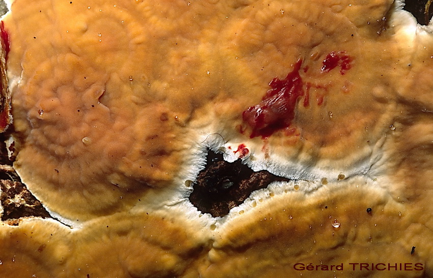 Fotoreportage di uno Stereum (credo!) (Stereum gausapatum)